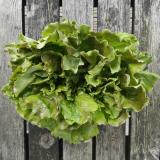 Batavia Salat rot