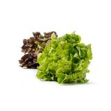 Salat der Woche