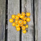 Cherrytomaten gelb