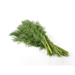 Kräuter Dill