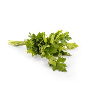 Kräuter Petersilie glatt