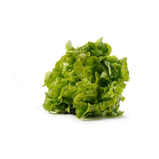 Eichblatt Salat grün