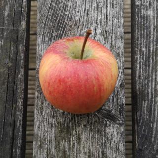 Apfel Pinova