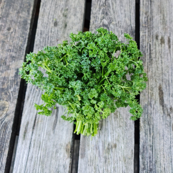 Kräuter Petersilie kraus