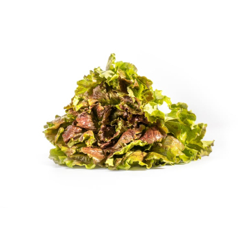 Batavia Salat rot