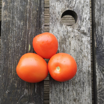 Tomaten