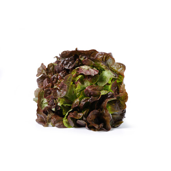 Eichblatt Salat rot